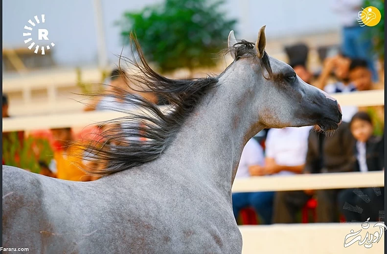 (تصاویر) نمایش اسب&zwnj;های اصیل عرب در کردستان عراق